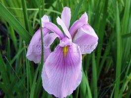 Tavi növények - Iris laevigata `Rose Queen`